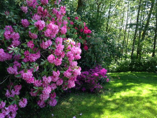 East Garden Rhodies in Mauy